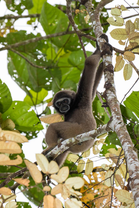 Bornean Gibbon