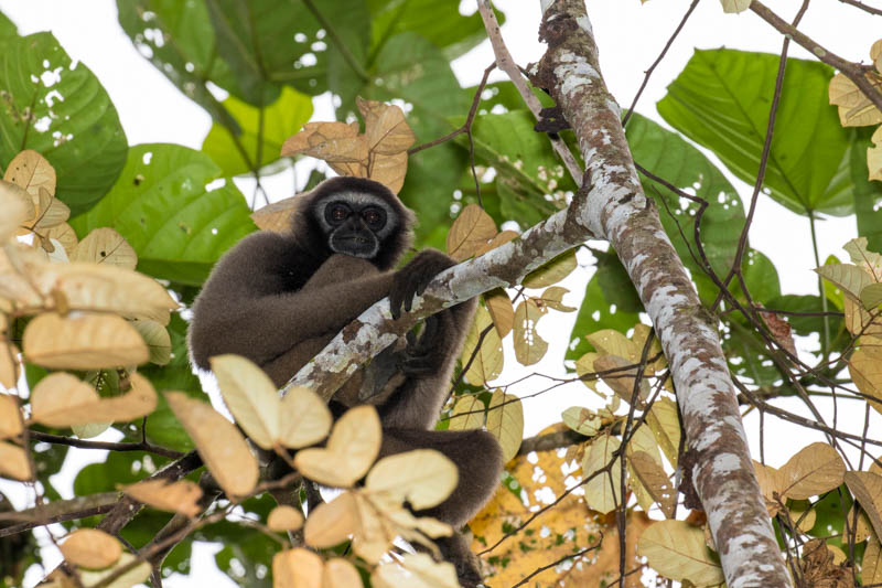 Bornean Gibbon