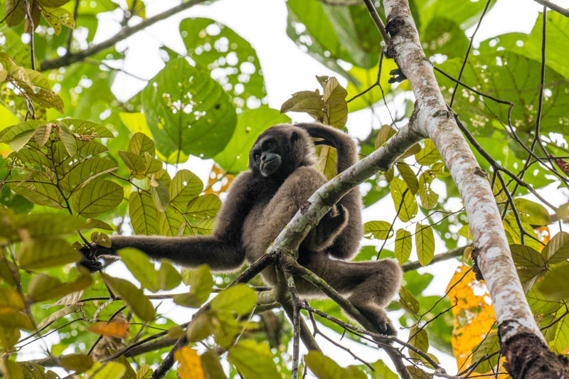 Bornean Gibbon