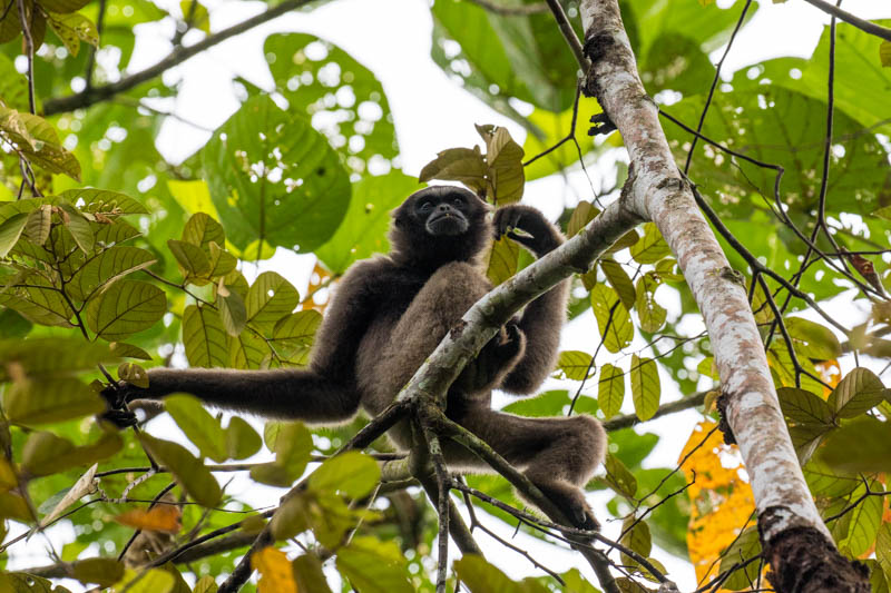 Bornean Gibbon