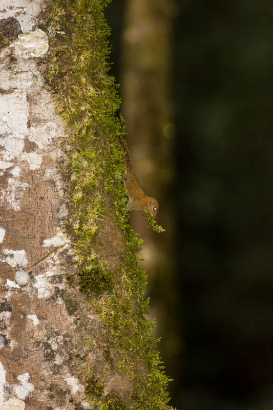 Least Pygmy Squirrel