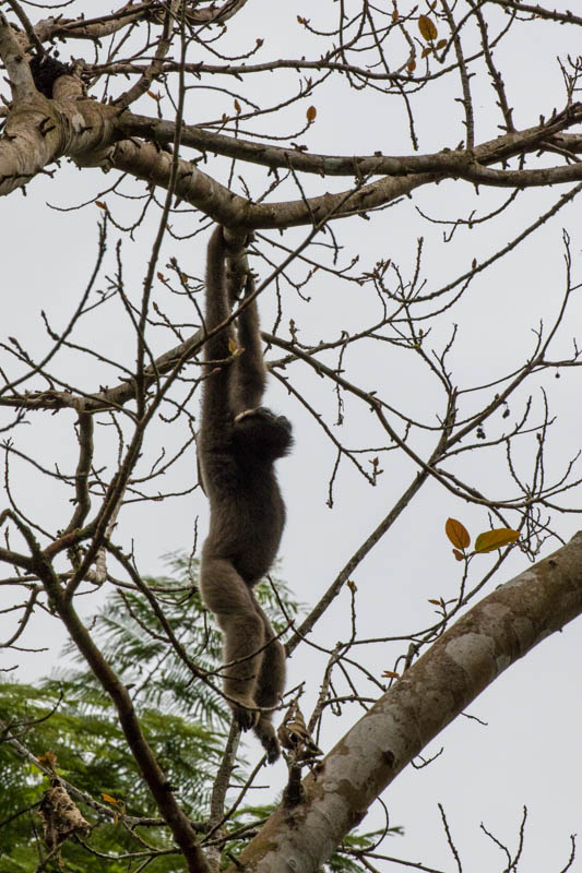 Bornean Gibbon