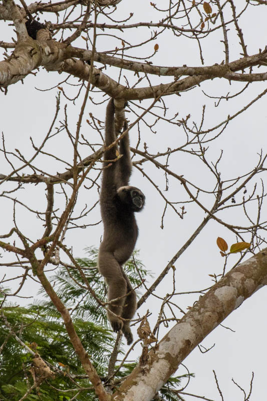 Bornean Gibbon