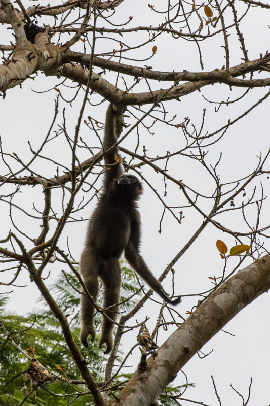 Bornean Gibbon