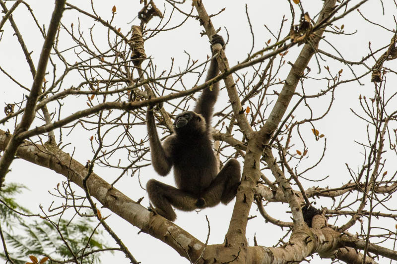 Bornean Gibbon