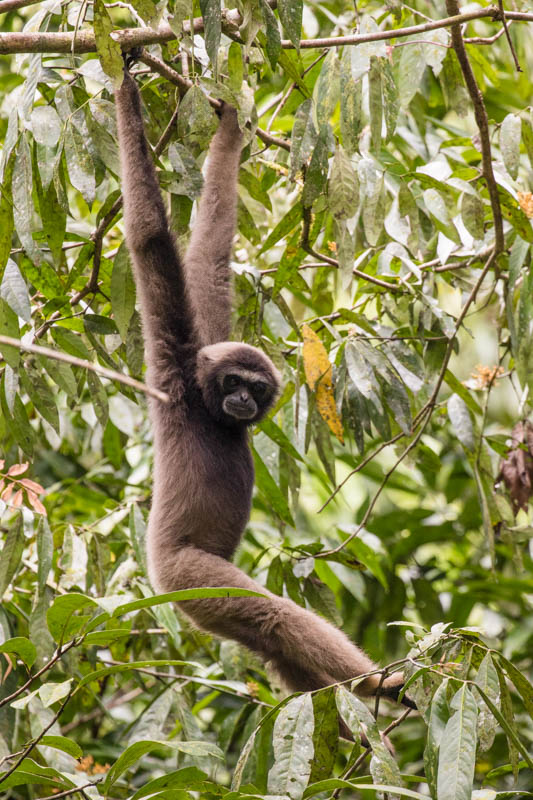 Bornean Gibbon