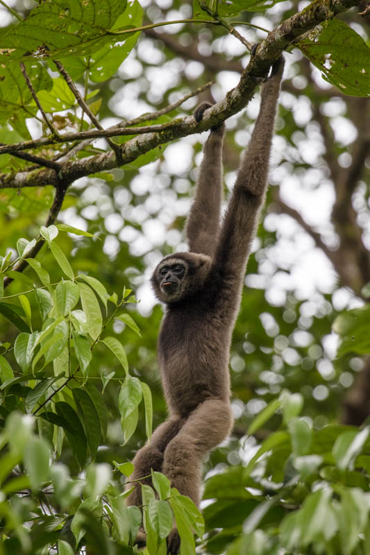 Bornean Gibbon