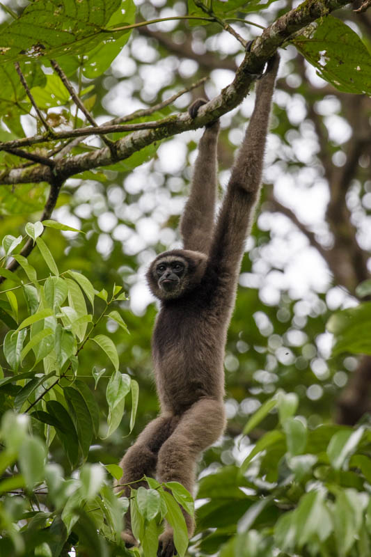 Bornean Gibbon