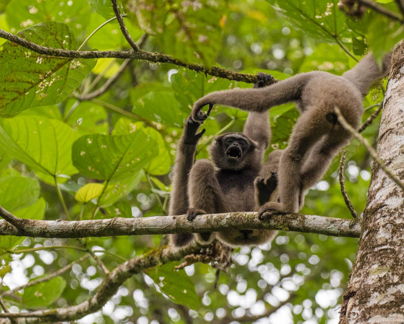 Bornean Gibbons