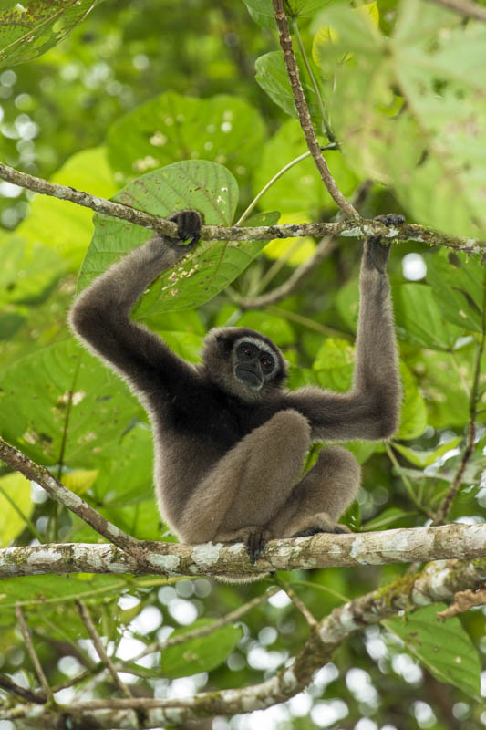 Bornean Gibbon