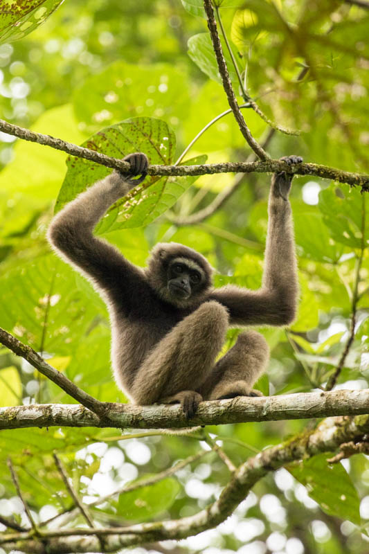 Bornean Gibbon