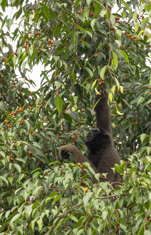 Bornean Gibbon