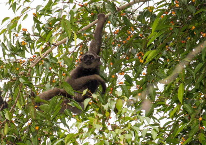 Bornean Gibbon