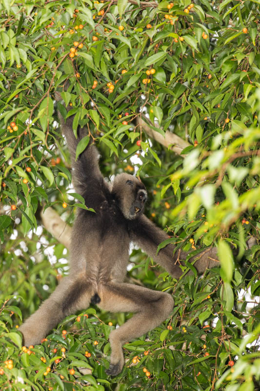 Bornean Gibbon