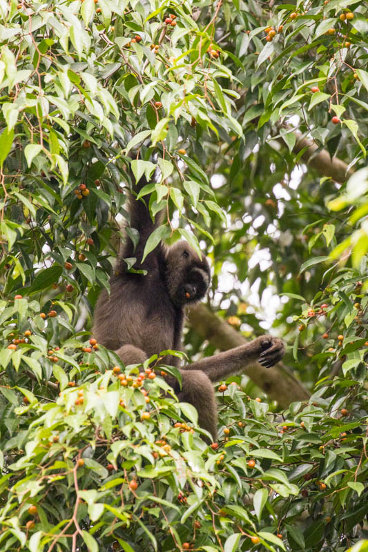 Bornean Gibbon