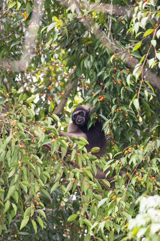 Bornean Gibbon