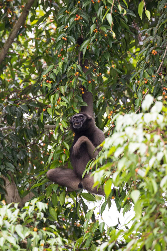 Bornean Gibbon