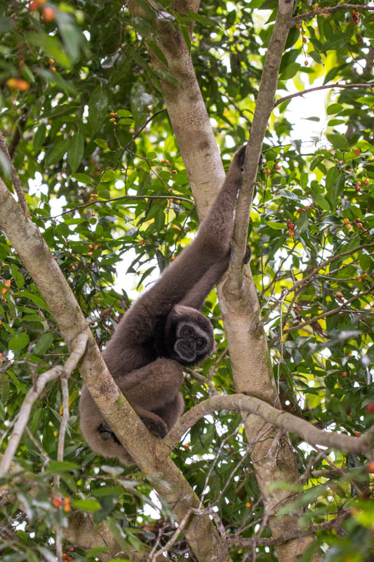 Bornean Gibbon