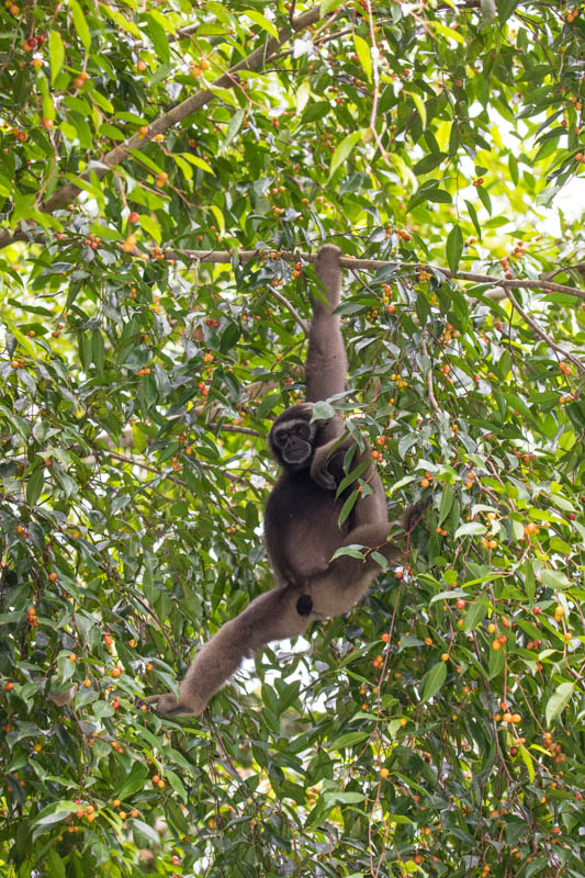 Bornean Gibbon