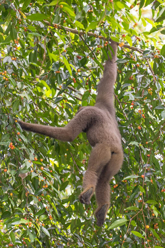 Bornean Gibbon