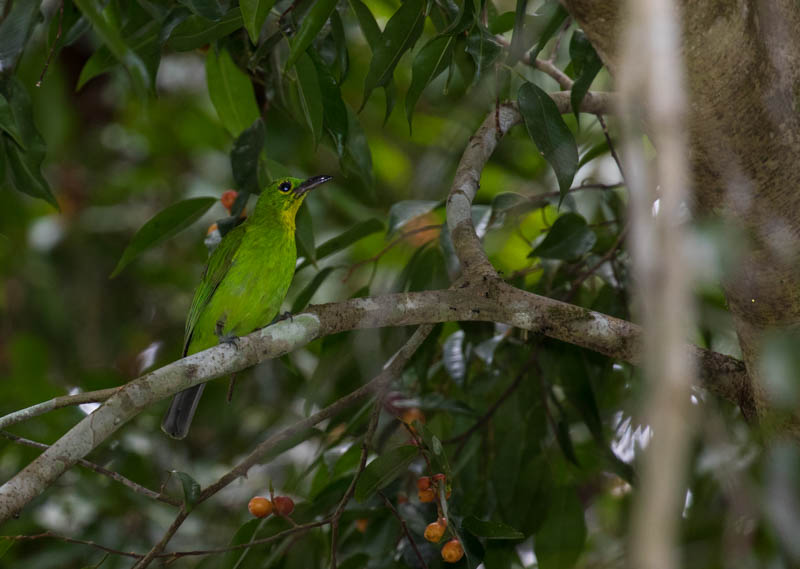 Greater Green Leafbird