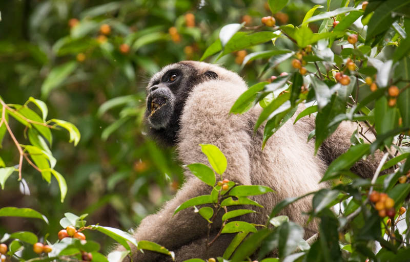 Bornean Gibbon