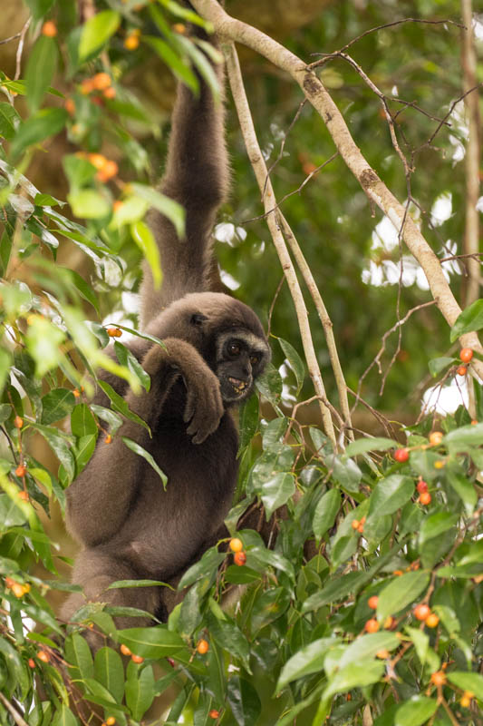 Bornean Gibbon