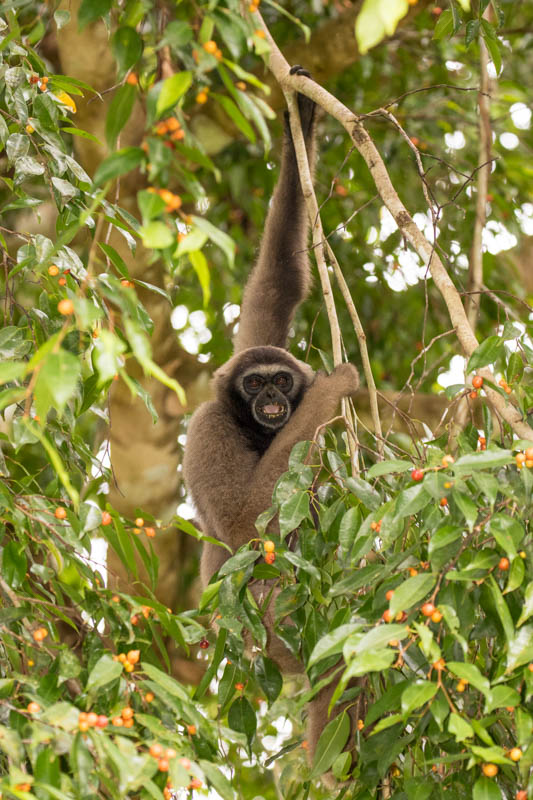 Bornean Gibbon