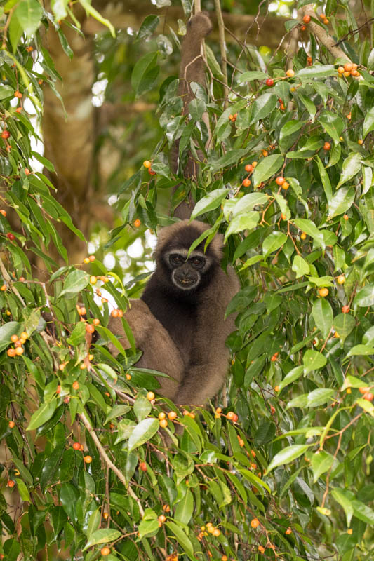 Bornean Gibbon