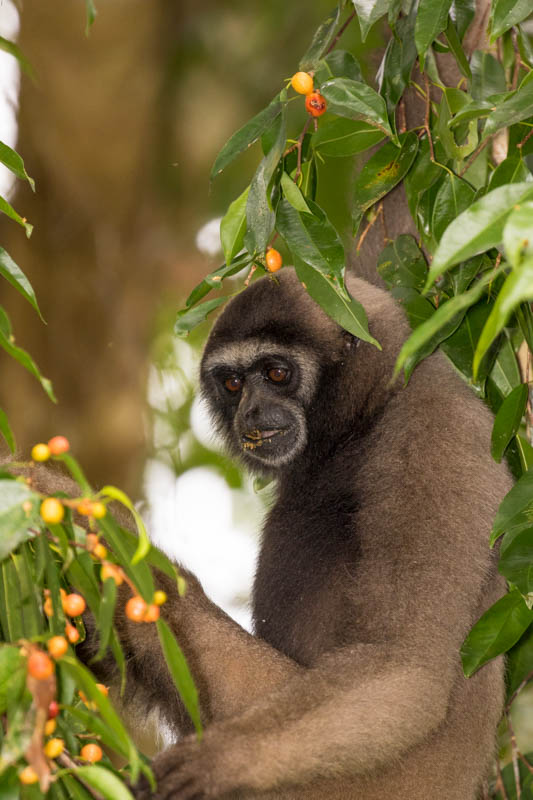 Bornean Gibbon