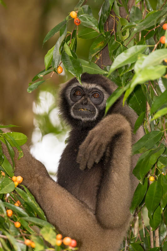 Bornean Gibbon