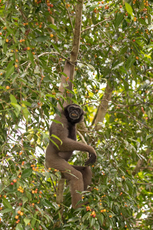 Bornean Gibbon