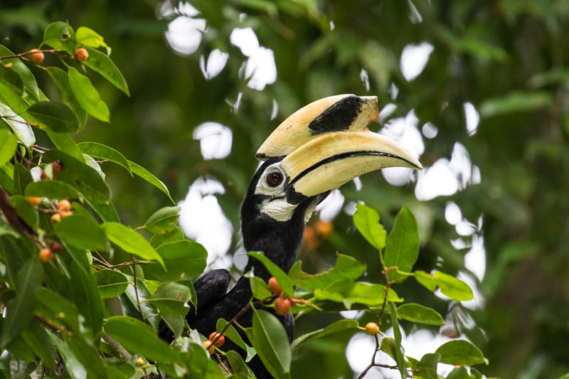 Oriental Pied Hornbill