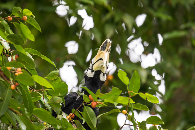 Oriental Pied Hornbill