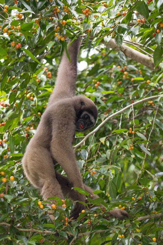 Bornean Gibbon