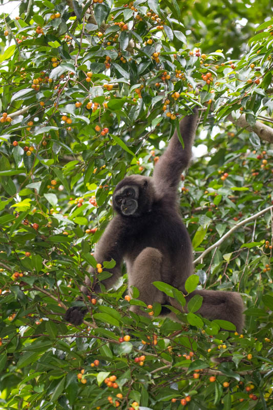 Bornean Gibbon