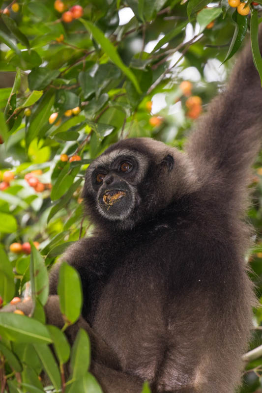 Bornean Gibbon