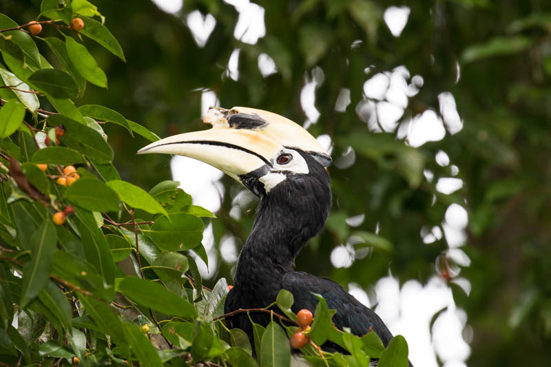 Oriental Pied Hornbill