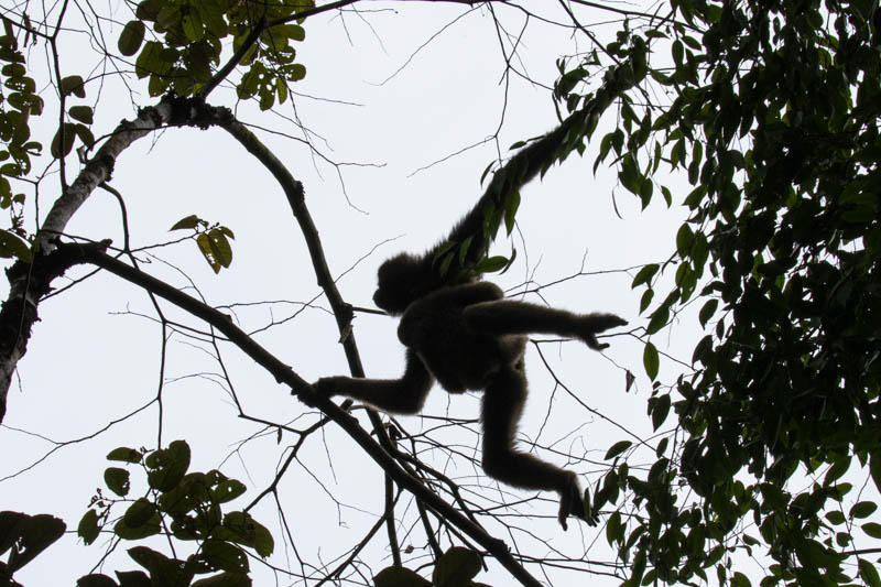 Bornean Gibbons