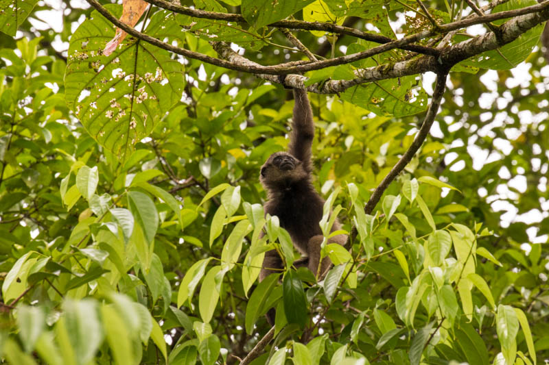 Bornean Gibbon