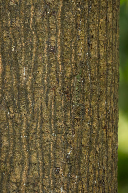 Lizzard on Tree Trunk