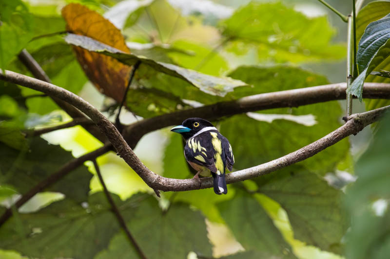 Black-And-Yellow Broadbill