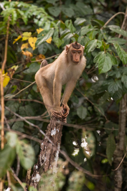 Sunda Pig-Tailed Macaque