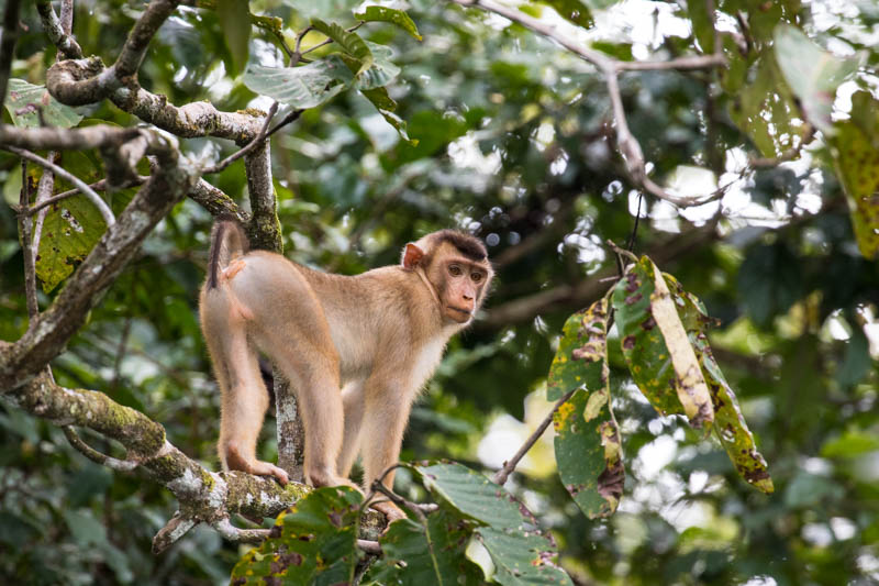 Sunda Pig-Tailed Macaque