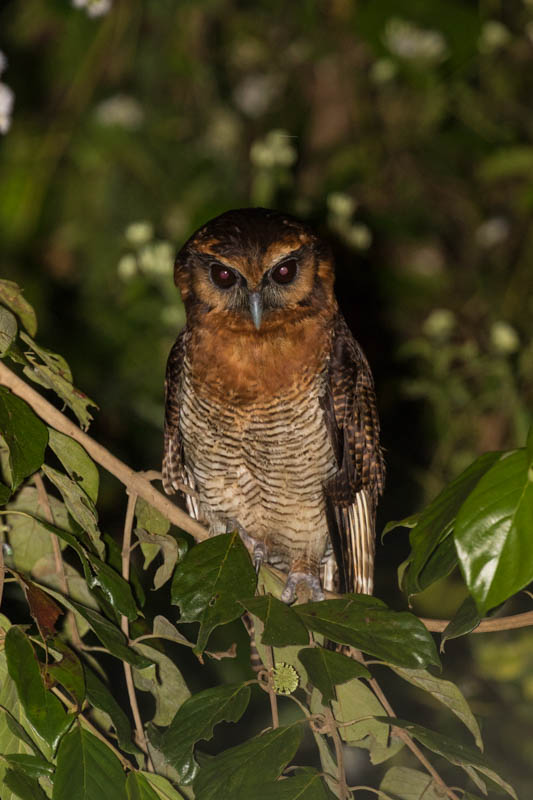 Brown Wood-Owl