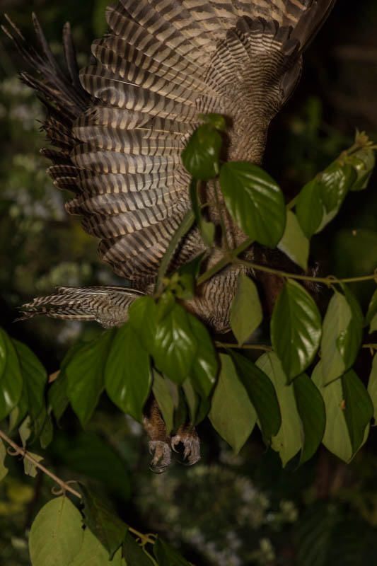 Brown Wood-Owl Taking Flight