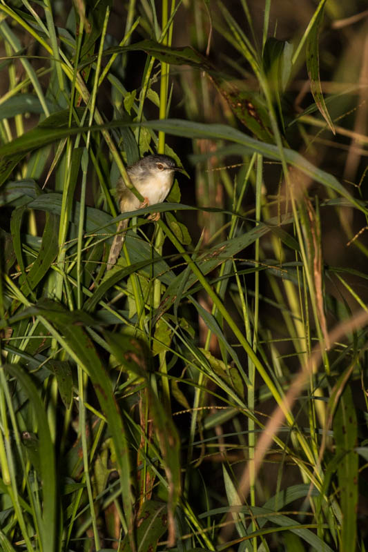 Yellow-Bellied Prinia