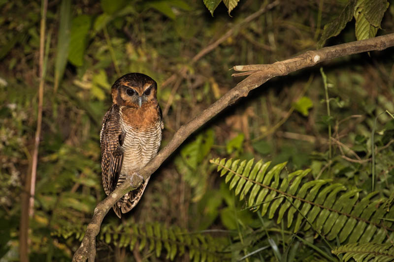 Brown Wood-Owl