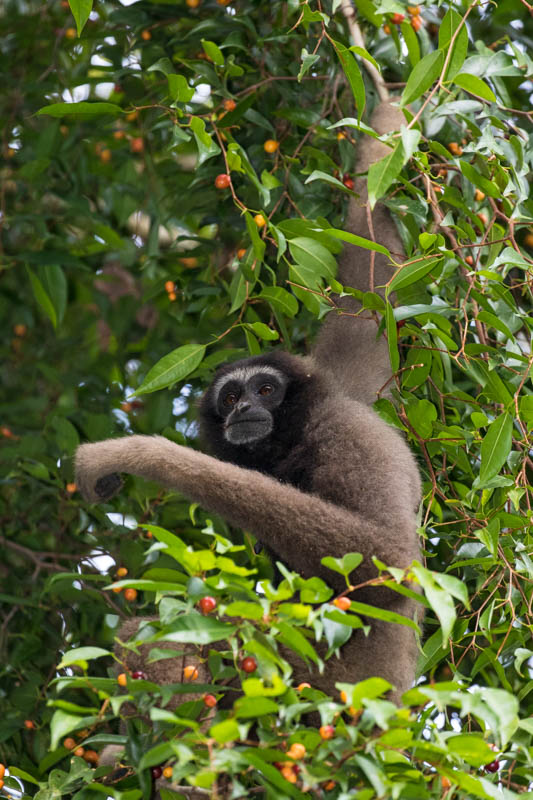 Bornean Gibbon