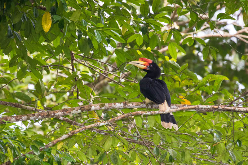 Rhinoceros Hornbill